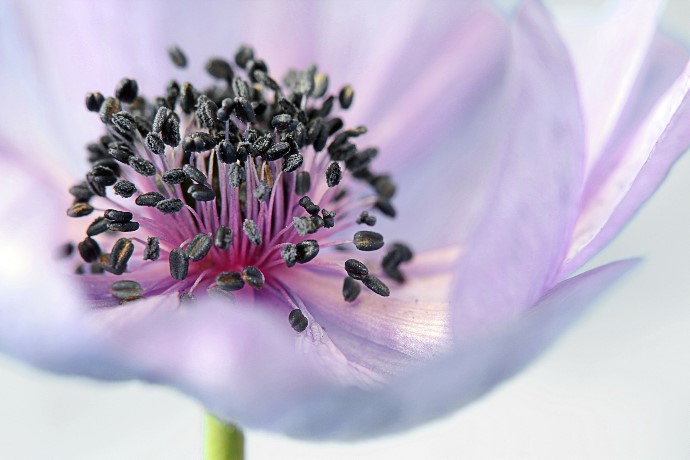 Blütenpollen Inhaltsstoffe